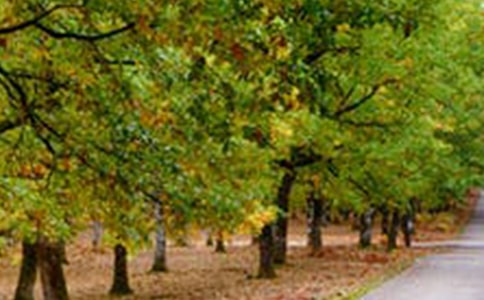 �������Ϸ羰���ɢ��