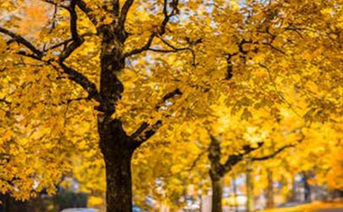 ������һ���羰ɢ��