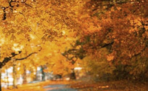 һ�������ķ羰������