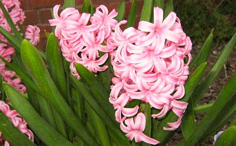 风信子的观察日记400字(精选12篇)