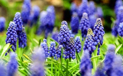 ������Сѧ����