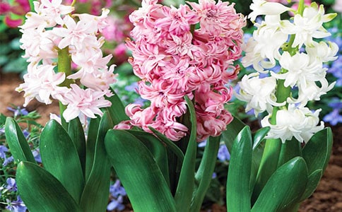 风信子的观察日记(精选18篇)