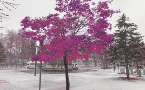 ���������꼶�²ᡶ��ɽ��ѩ·���̰�