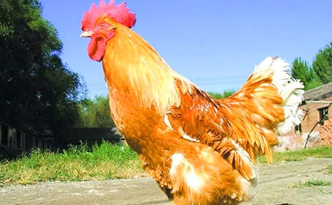 ��ֻ����Ԣ�Թ���