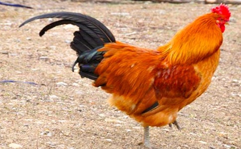 骄傲的公鸡童话作文