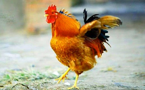 ����ͯ������400�֣������Ĺ�������ѡ8ƪ��