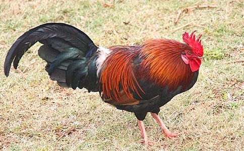 爱说大话的小公鸡童话故事(精选15个)