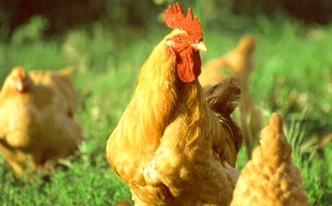 С����������ģ�ͨ��15ƪ��