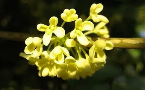 关于桂花的诗句古诗【集合】