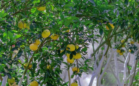 [����]��԰ת���ͬ