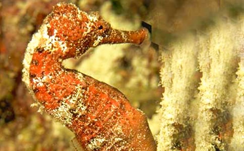 ������ʻ�����