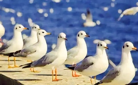 ���պ�Ÿ��Ȼ_900��