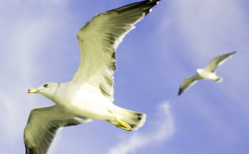 《海鸥乔纳森》读后感