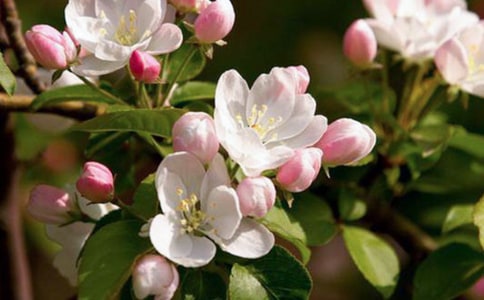 ��д�����������꼶:���Ļ�