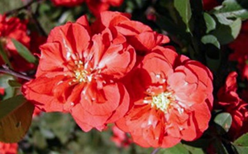 ���㺣������ľ�����¼