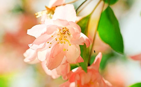 大鱼海棠湫的精选台词