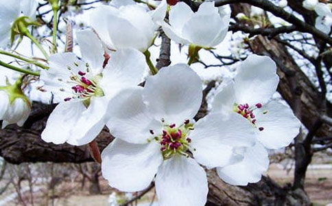 三年级状物作文:阳台上的玻璃海棠