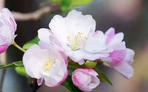 大鱼海棠观后感范文