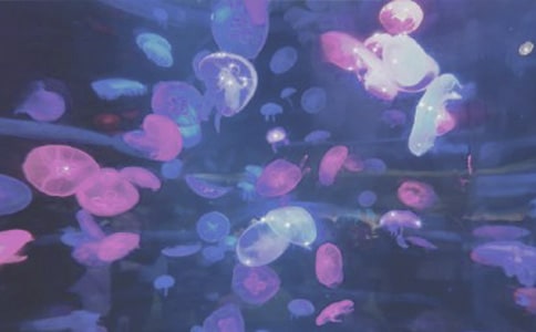 Сѧ���꼶�۲����ϡ���۵ĺ���԰�ռ���ƪ