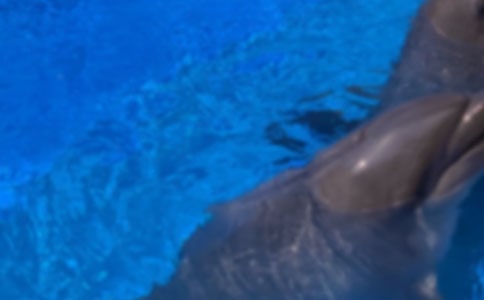 读《蓝色的.海豚岛》有感250字