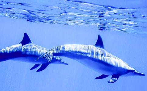 《蓝色的海豚岛》读后感15篇【必备】