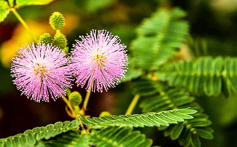 ���߲ݶ��꼶���ĺϼ���ƪ