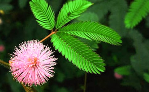 ���߲ݶ��꼶����300����ƪ