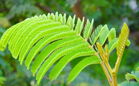 有关含羞草二年级作文十篇