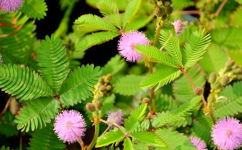 ���ں��߲ݶ��꼶���Ļ����ƪ