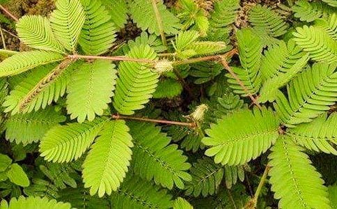 ���߲ݶ��꼶����300����ƪ