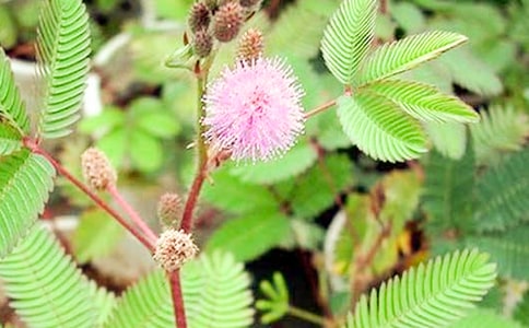 �������꼶���߲����Ļ��10ƪ