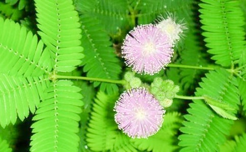 �����������꼶���߲����Ļ��8ƪ