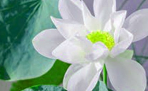 关于写荷花的古诗句