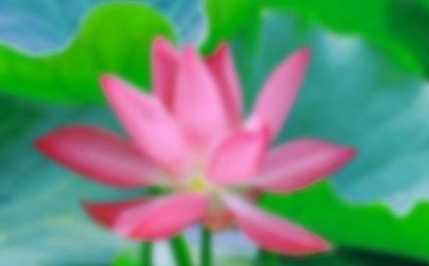 关于荷花二年级作文300字合集10篇