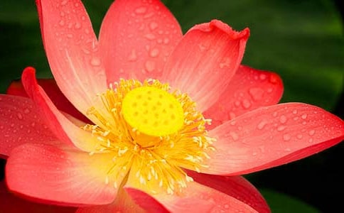 ��д�ɻ���������ʫ��