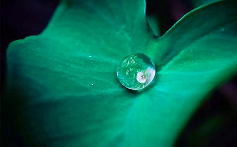 荷叶是什么样子的作文(精选25篇)