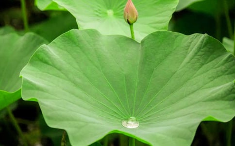 �����ҡ��ɺ�Ҷ��