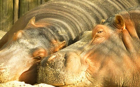 С���պ�С�����Ĺ���