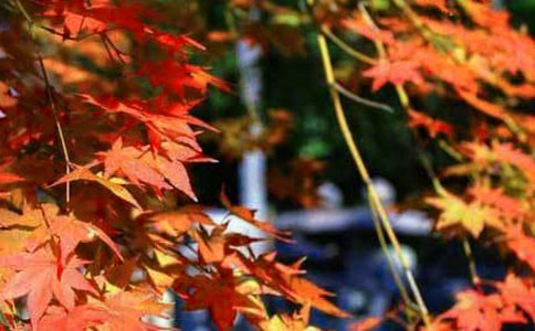 ��˼Զ�ˡ���Ҷ�ƻ����������δ����ļ�����