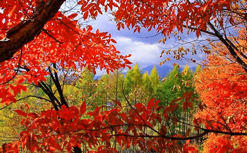 夹在书里的红叶散文