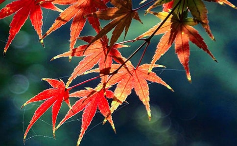 红叶的典故出处