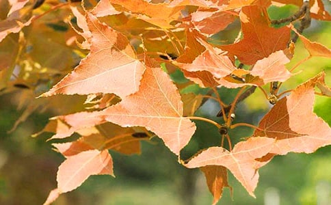 �κ�Ҷ����-��������700��