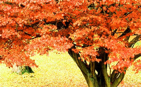 ���ƺ�Ҷ��