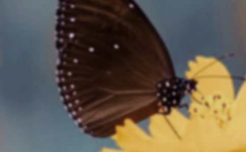 ��������ʫ�ˡ��и�500��