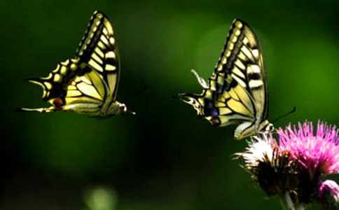 �и��μ��ں�������˼��ʲô