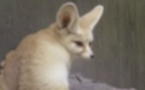 �ƻ��ĺ������