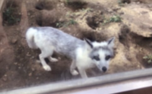 小学生童话故事:狐狸的一百种花招