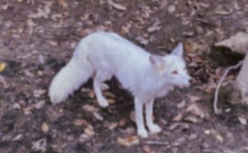 胖鸭子智斗瘸狐狸睡前故事