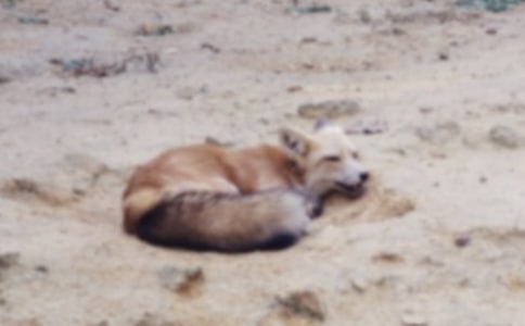 狐狸和狼寓言故事