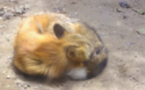 �������ѻ